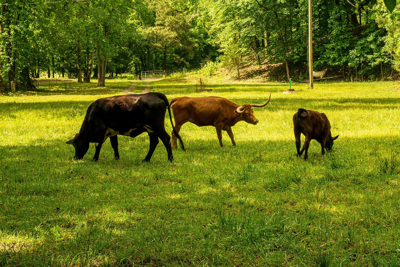 découvrez comment mesurer et réduire votre empreinte carbone pour un avenir plus durable. apprenez des stratégies efficaces pour diminuer votre impact environnemental et contribuer à la préservation de notre planète.