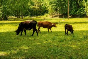 découvrez des outils d'évaluation de l'empreinte carbone pour mesurer et réduire votre impact environnemental. optimisez vos pratiques écologiques et contribuez à la protection de la planète avec des solutions adaptées à vos besoins.