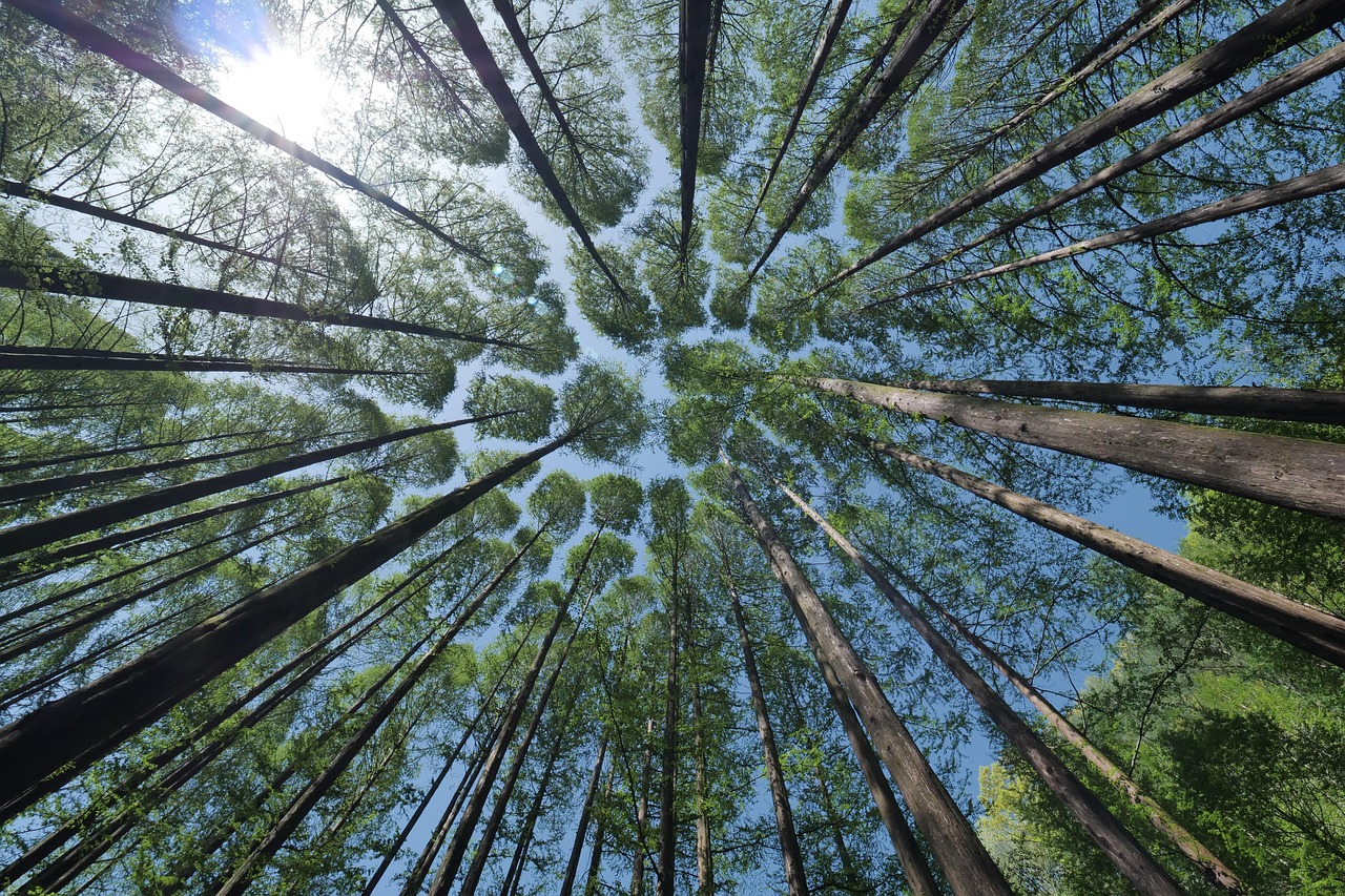 découvrez l'importance des forêts pour notre écosystème, leur biodiversité fascinante et les efforts de conservation nécessaires pour préserver ces trésors naturels pour les générations futures.