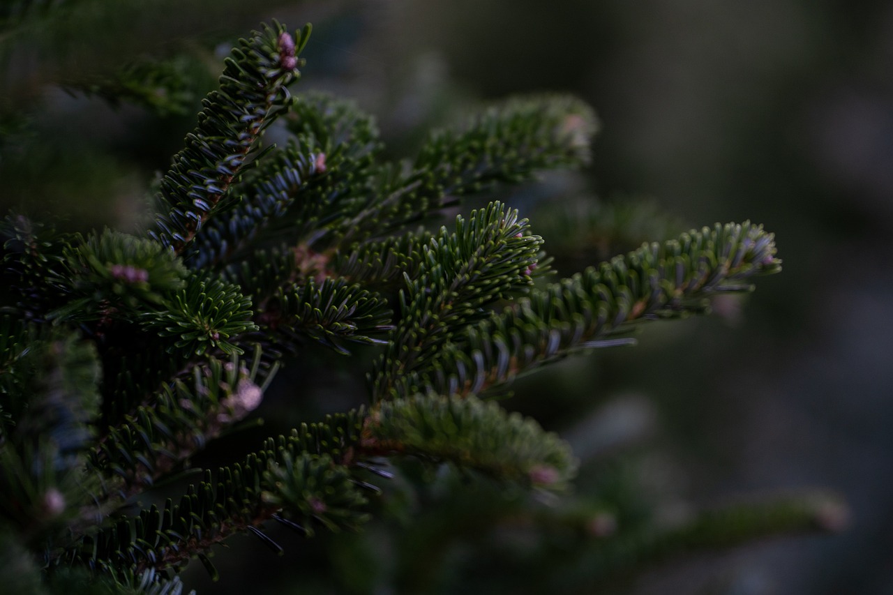 découvrez notre sélection de magnifiques sapins de noël pour égayer vos fêtes. que vous préfériez un sapin naturel ou artificiel, trouvez le modèle parfait pour créer une ambiance féérique dans votre maison.