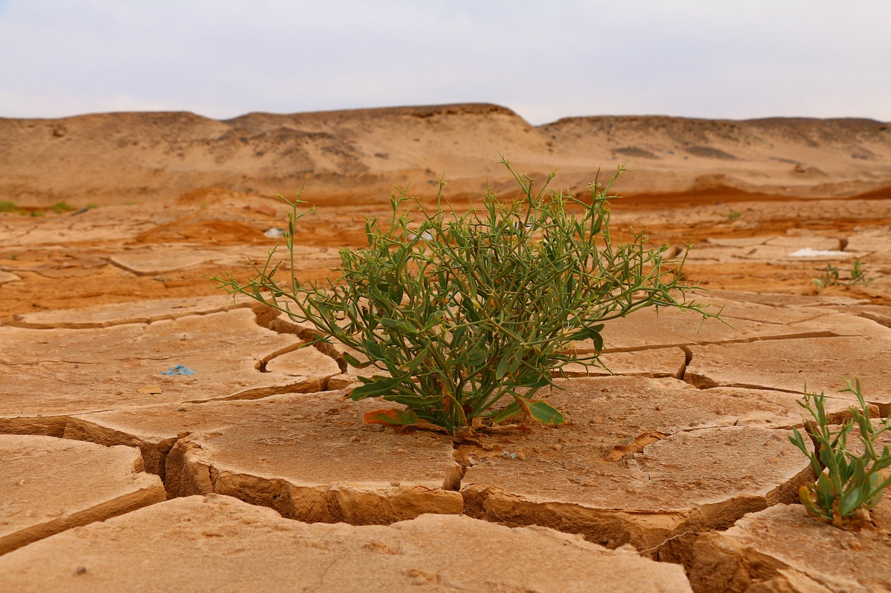 explorez les enjeux cruciaux du changement climatique, ses impacts sur notre planète, et découvrez des solutions durables pour un avenir meilleur. engagez-vous dès aujourd'hui pour protéger notre environnement !