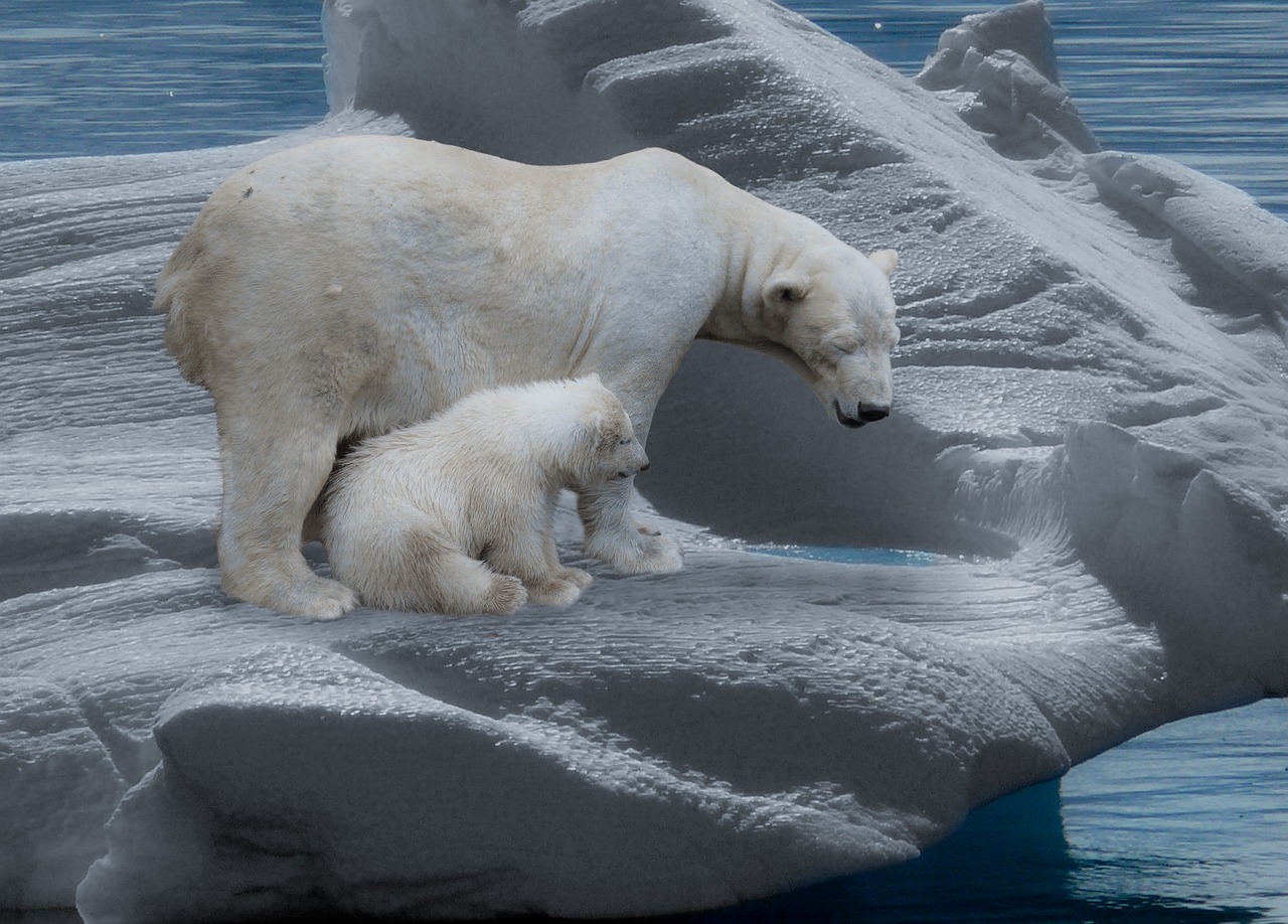 découvrez l'impact du changement climatique sur notre planète et les mesures que nous pouvons prendre pour lutter contre ce phénomène mondial. informez-vous sur les causes, les conséquences et les solutions durables pour préserver notre environnement.