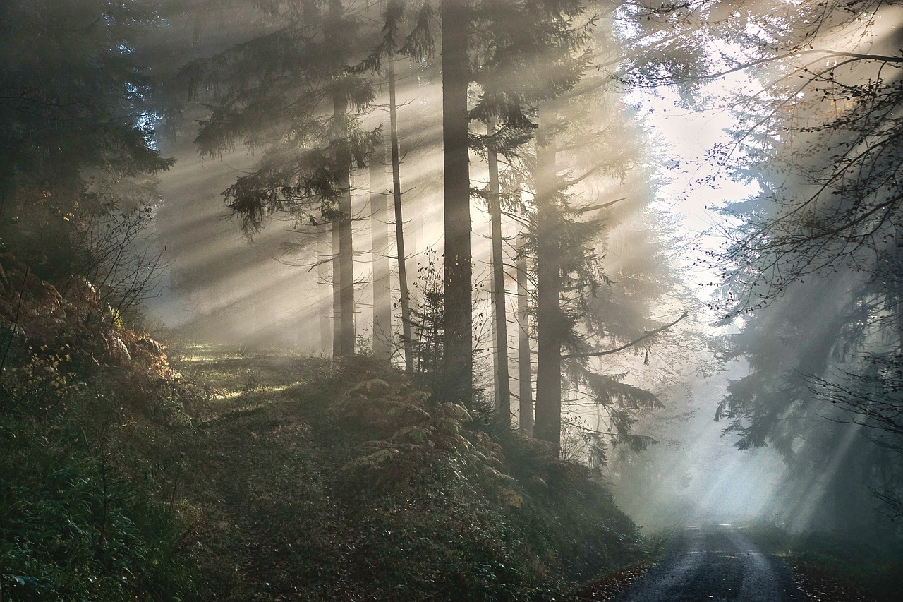 découvrez l'importance des forêts pour notre planète : des écosystèmes riches, des habitats pour la faune, et des ressources essentielles pour la vie humaine. explorez leur rôle dans la lutte contre le changement climatique et la préservation de la biodiversité.