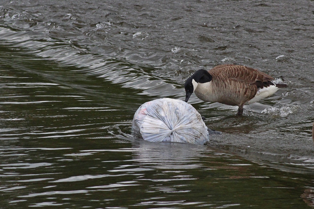 découvrez les enjeux de la pollution dans notre environnement moderne. informez-vous sur ses causes, ses impacts sur la santé et la biodiversité, ainsi que sur les solutions pour réduire cette menace planétaire.