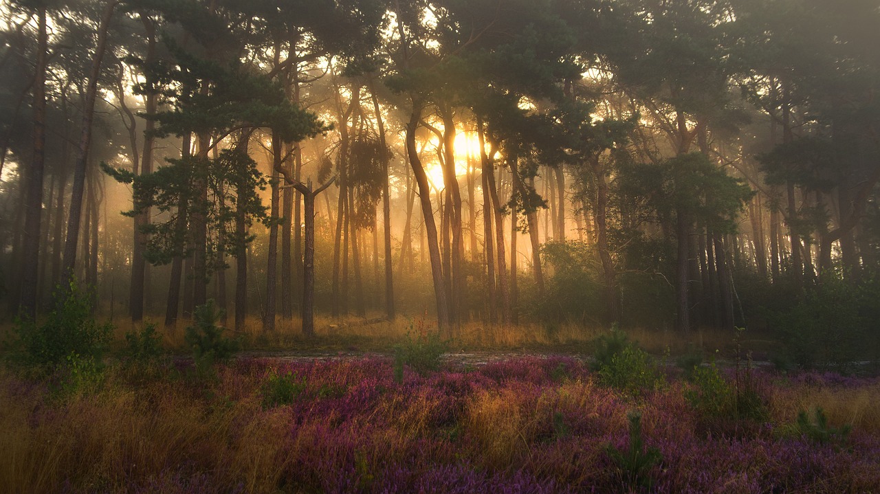 découvrez la beauté et l'importance des forêts, ces écosystèmes majestueux qui abritent une biodiversité riche et jouent un rôle crucial dans la lutte contre le changement climatique. voyagez à travers les grandes étendues boisées et apprenez comment préserver ces trésors naturels.