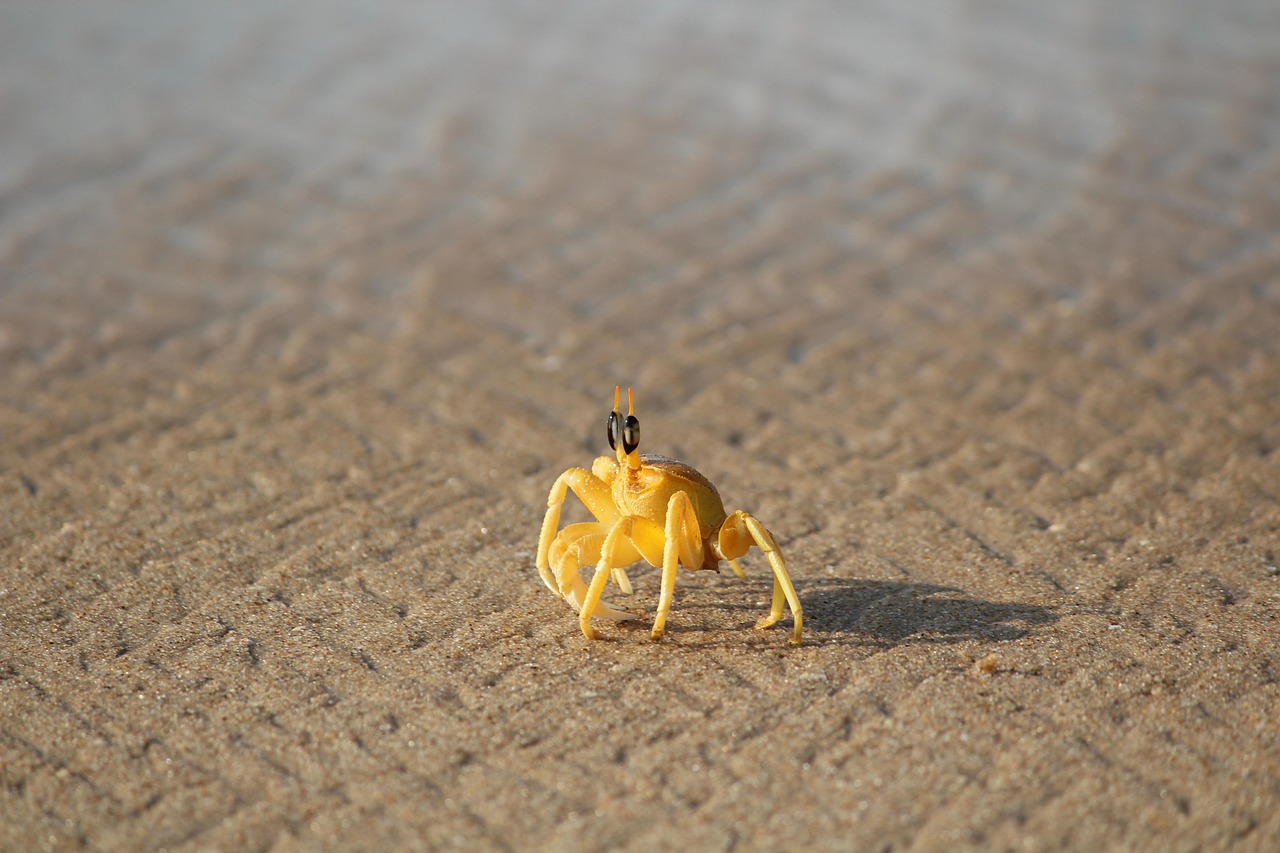 découvrez la beauté captivante des océans, leurs écosystèmes riches et la vie marine fascinante qui y prospère. plongez dans un monde où chaque vague raconte une histoire et où la préservation de ces trésors naturels est essentielle pour notre planète.