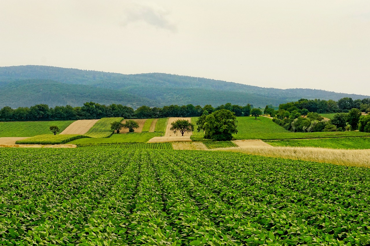 découvrez les nombreux avantages de l'agriculture régénérative, une méthode durable qui revitalise les sols, préserve la biodiversité et améliore la qualité des aliments tout en luttant contre le changement climatique. explorez comment cette approche bénéfique pour l'environnement peut transformer les pratiques agricoles et assurer un avenir durable.